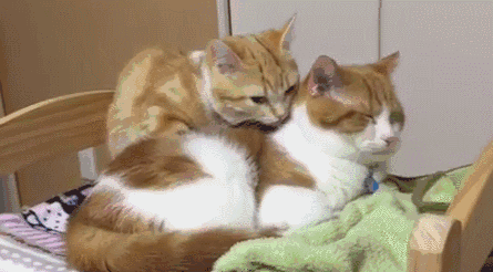 腿短大眼萌的猫咪,感觉无时无刻都在卖萌