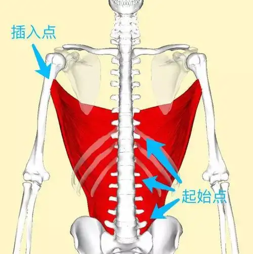 背阔肌的特殊性,在于它特别的形状和起止点,这些特点使得背阔肌无法