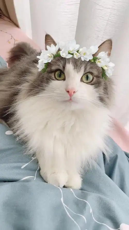 这只猫猫很漂亮吧美貌用智商换的