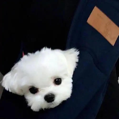 可爱的狗狗卖萌头像