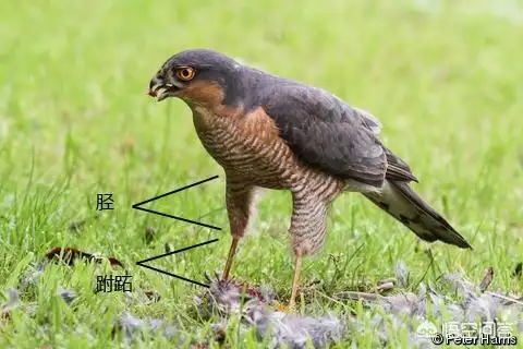 关于鹰和雕的区别是什么?知识的介绍