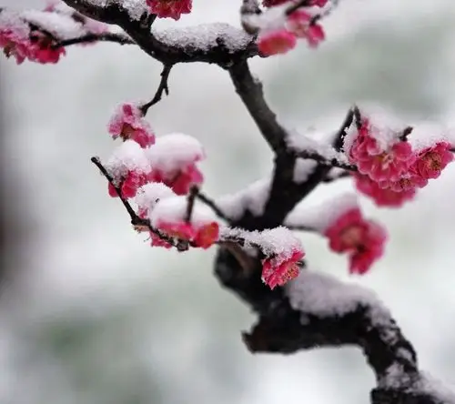 傲雪红梅图片欣赏