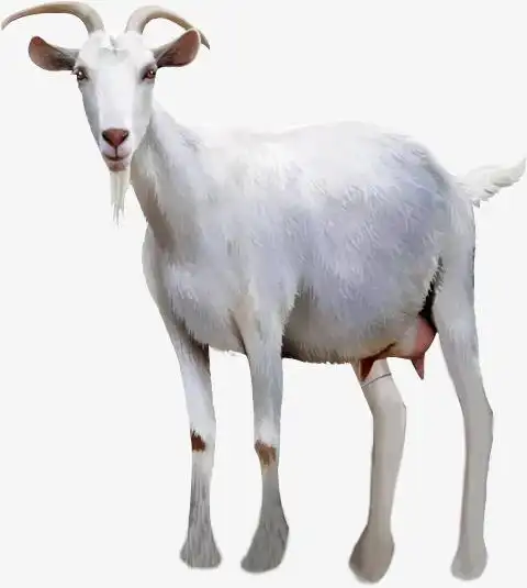 灰色的山羊png素材-90设计