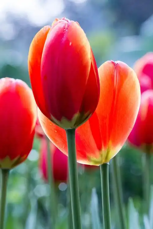 周末花卉园郁金香习作