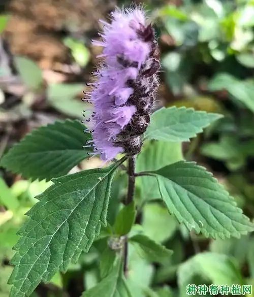 香薷(唇形科)—【耕种帮种植网】