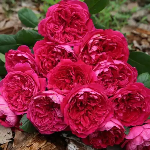 蓝妖花园 皇家胭脂月季花苗 庭院阳台 包对版 四季开花