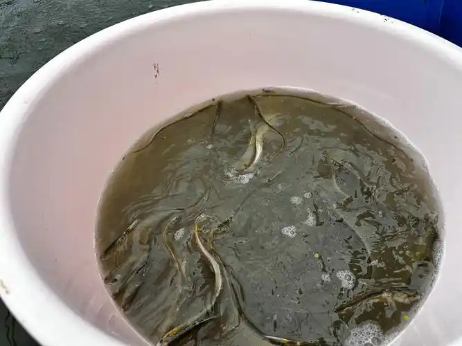 餐桌上来了新野味长江野生刀鱼在汉驯化量产