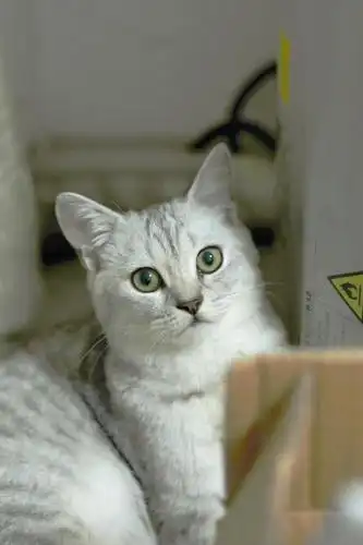 英短银渐层宝宝找新家