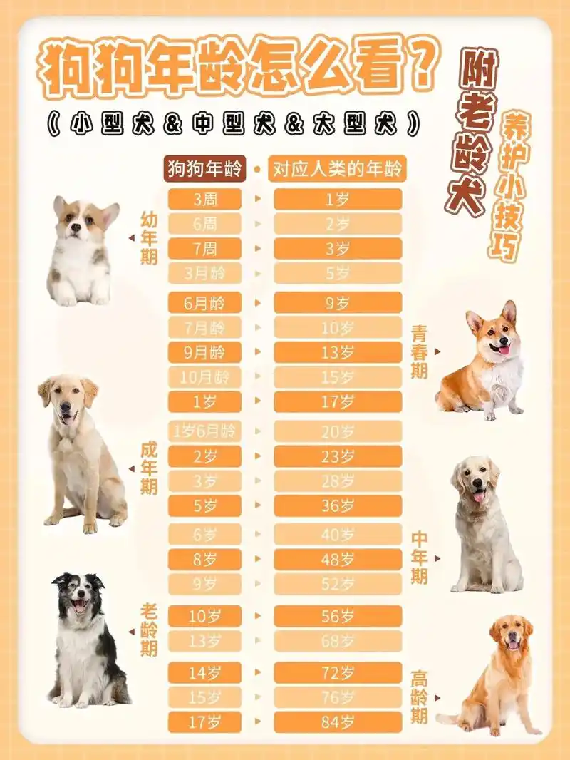 小中大型犬年龄表08|附老龄犬养护技巧|小中大型犬年龄表08 - 抖