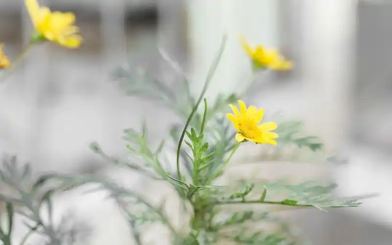 小清新文艺范图片 静物意境唯美图片