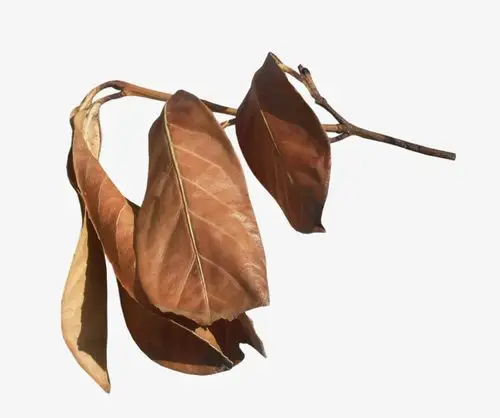 秋天黄绿色枯叶树枝树叶飘落免扣矢量素材