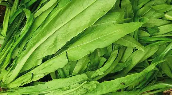 营养最佳的十种绿叶蔬菜都是什么呢?