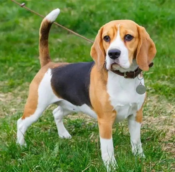 世界十大最漂亮的狗狗二哈居然排名第一