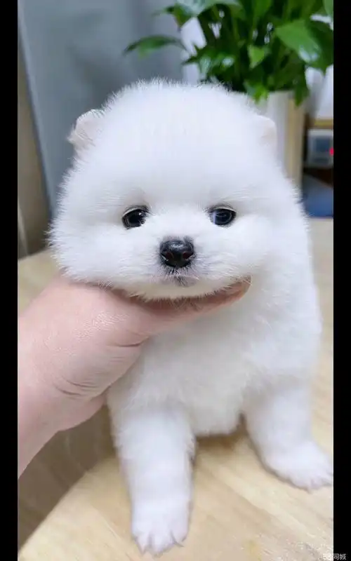 精品博美犬 小体俊介 狗狗呆萌可爱 疫苗驱虫已做 包养活