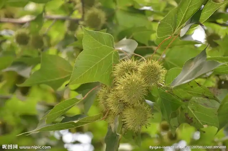 rgb40共享分举报收藏立即下载×关 键 词:枫香树果 树木 枫香 枫树