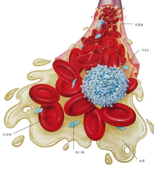 有人有两种血型吗?