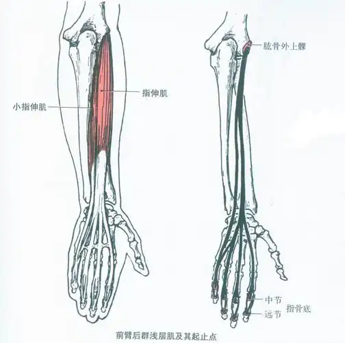第007期认识你的肌肉之上肢肌前臂肌