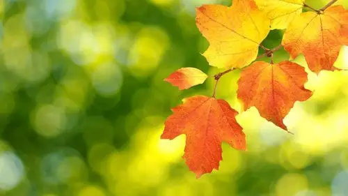 唯美秋季枫红高清桌面壁纸