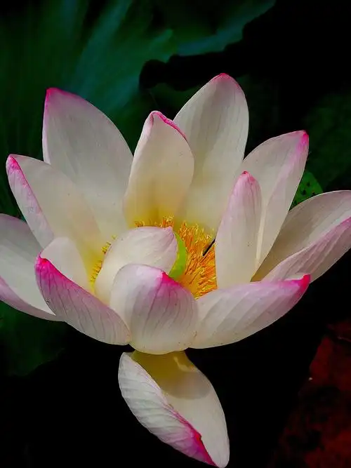 [夏荷]晨露润百荷心似莲花开 - 美篇