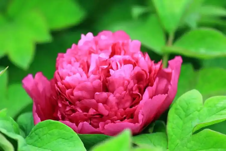 牡丹中最高贵的品种(带你认识牡丹传统品种中的名贵品种)