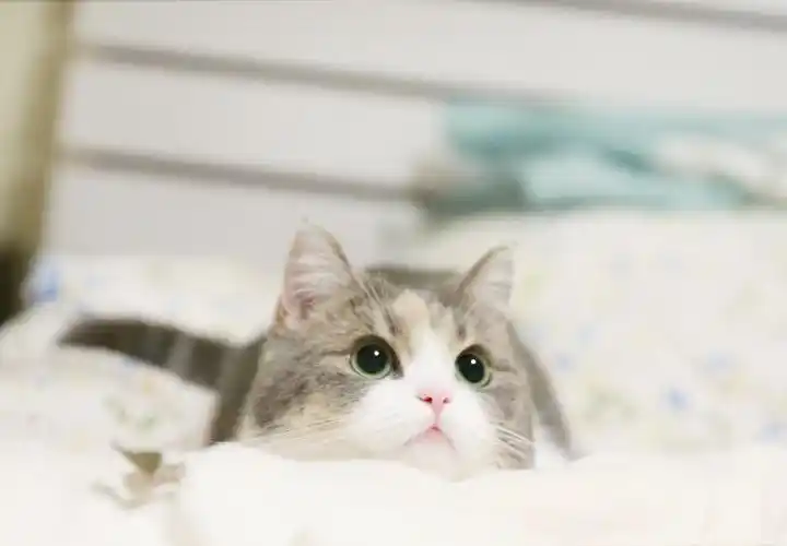 123碎 - 堆糖,美图壁纸兴趣社区