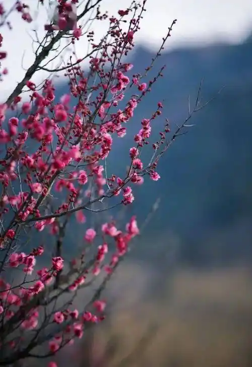 超20000株,青岛梅花节来了!_风景区_qd_中国
