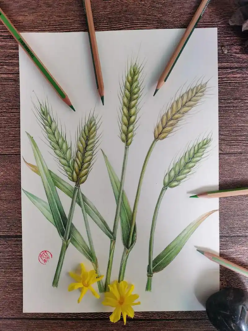 手绘:麦穗