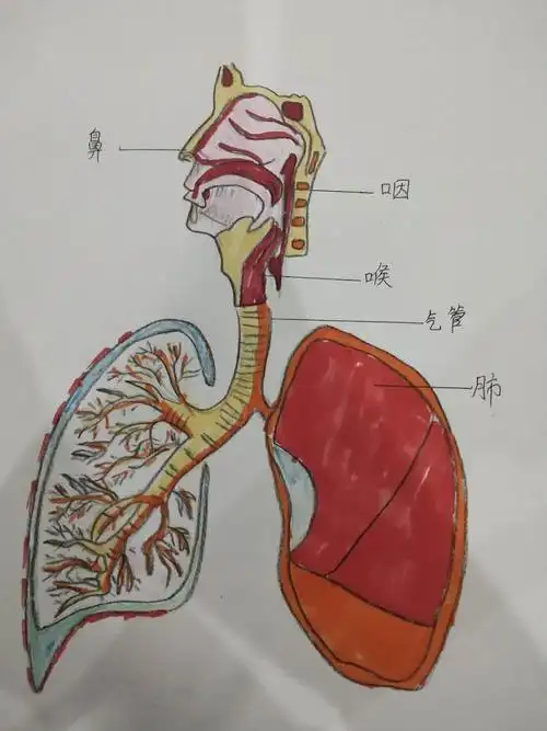 呼吸系统的结构与新冠肺炎的防控密切相关.