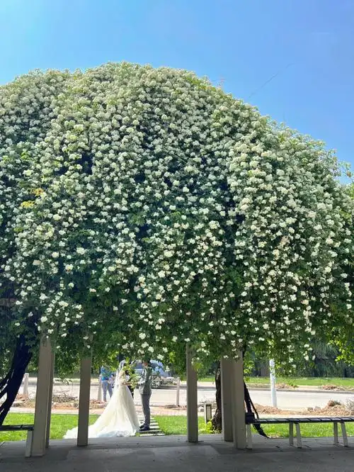 西安马路边的「七里香花瀑布」,就在南三环旁