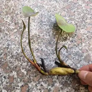 碗莲根茎带花室内