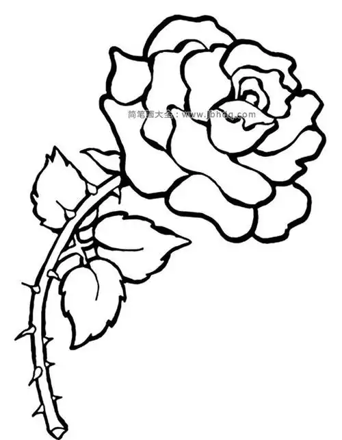 简笔画图片漂亮的玫瑰花