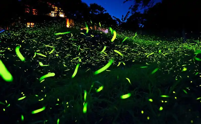 「诗词鉴赏」闲坐数流萤,古诗词里的流萤,似火如星,一切多梦幻