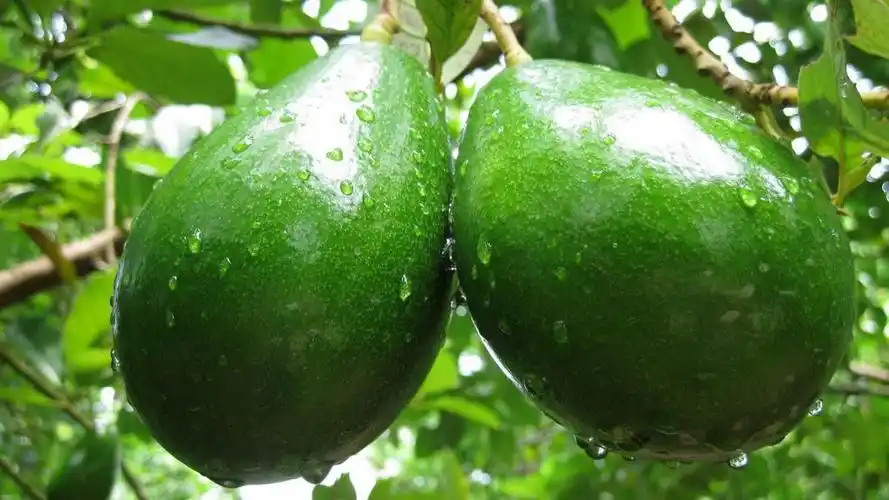 绿色牛油果,高清图片,电脑桌面-壁纸族