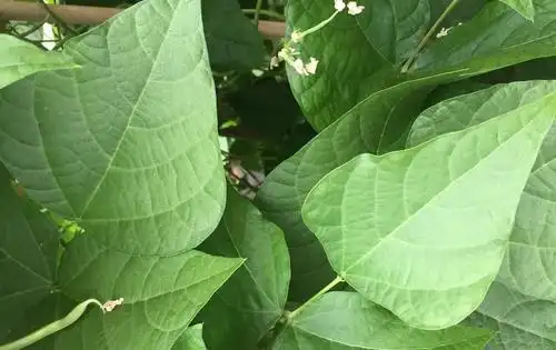 3种叶子,以前没人吃,现在成了农民餐桌上的美食,你们可吃过|茄子|豆角