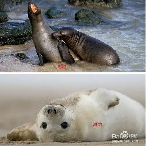 海豹和海狮 海豹与保险