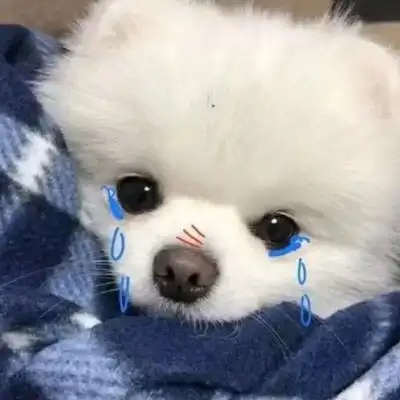 毛茸茸宠物沙雕蠢萌头像