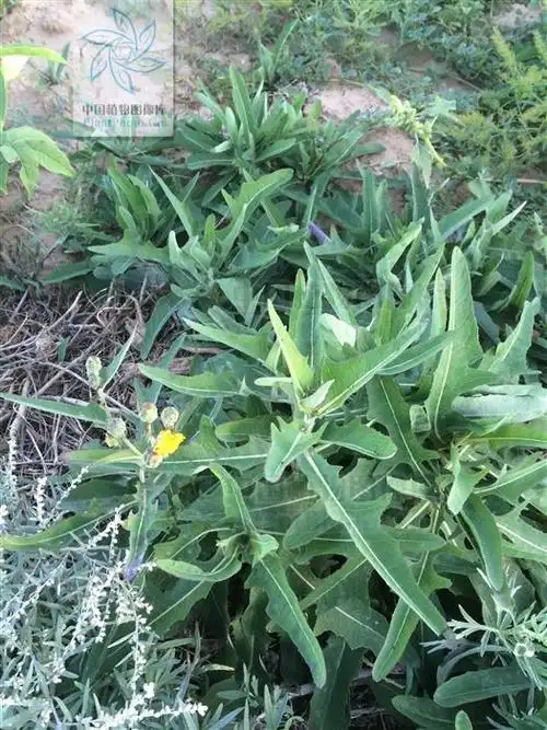 别称:荬菜,野苦菜,野苦荬,苦葛麻,苦荬菜,取麻菜,苣菜,曲麻菜科