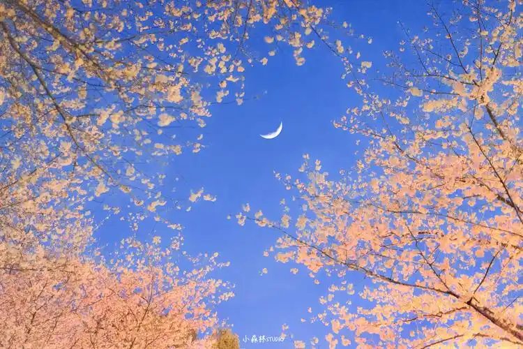 ipad 壁纸树/花/月亮