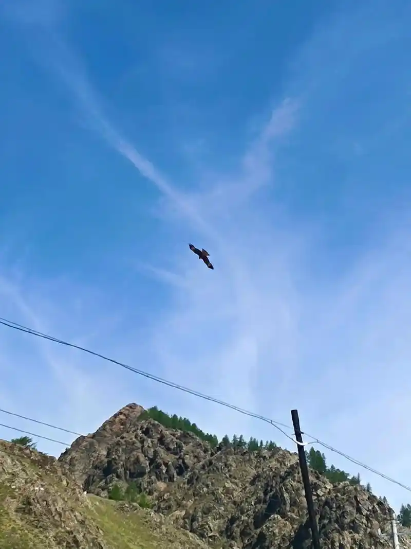 大山里的雄鹰.蓝天白云, 小溪流水. - 抖音