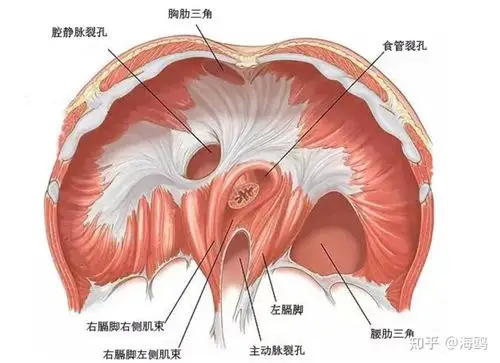 瑜伽解剖膈肌以气行血改善情绪3d呼吸改善腰部和肩颈不适