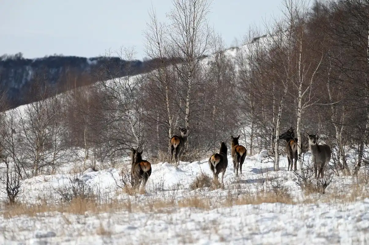 内蒙古黄岗梁国家森林公园野生马鹿增长到3400多只