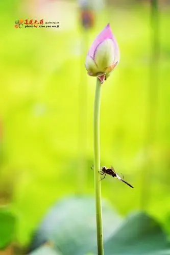 又见夏日荷花红 蜻蜓点水悠然谁的梦