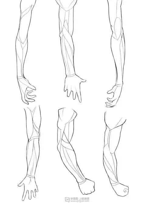 写生手臂—人体体块手臂肌肉的练习