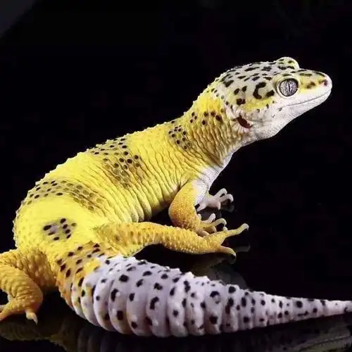 【京东推荐】豹纹守宫蜥蜴宠物活体爬宠入门级新手好养易活不咬人 不