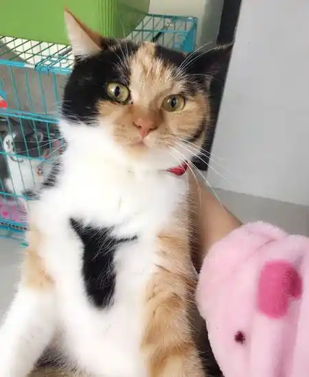 英短串串猫求领养