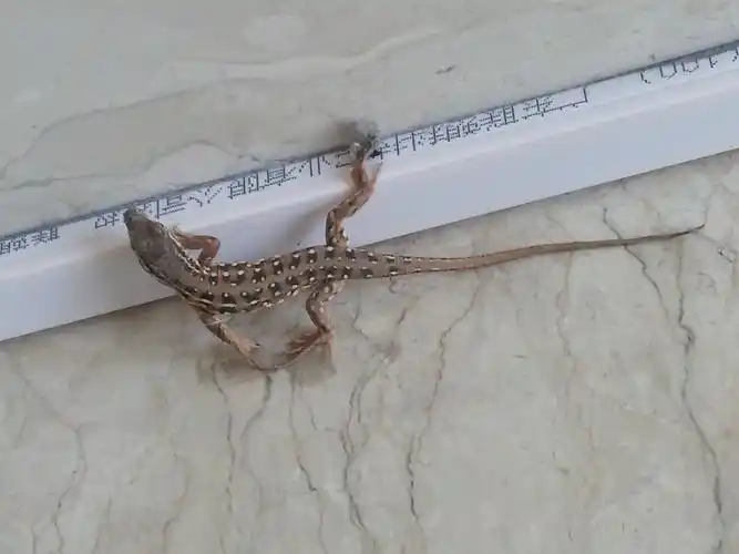 独攀山径去蜿蜒和什么动物有关联 0回答 月丘兔的种子 0回答 什么动物