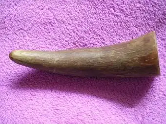 什么是亚洲犀牛角?