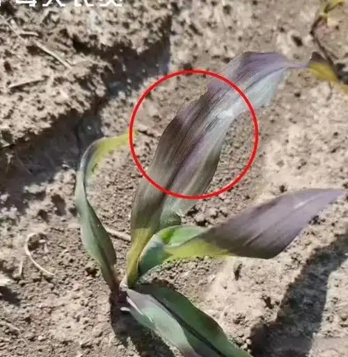 出彩新农人|玉米出现红苗,紫苗怎么回事?详细答案来了