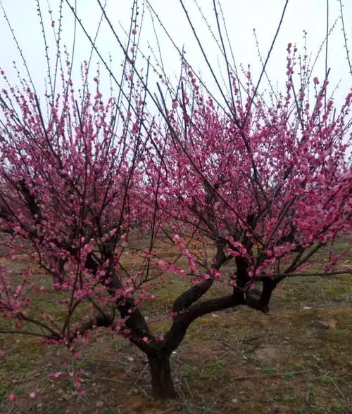 红梅树-乔木类-成都苗木批发,成都苗木公司,温江苗木基地,四川苗木公