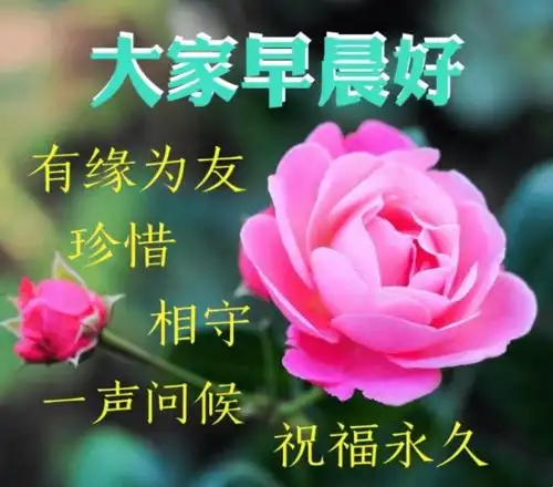 7张唯美的早安图片带字,漂亮好看的鲜花早上好问候语图片